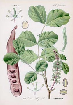 Vanilla Notes