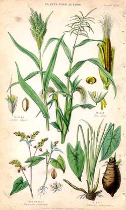 Millet Notes Millet Notes