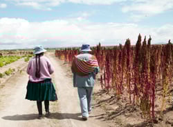Organic E<span class="brand">den</span> Quinoa Organic E<span class="brand">den</span> Quinoa